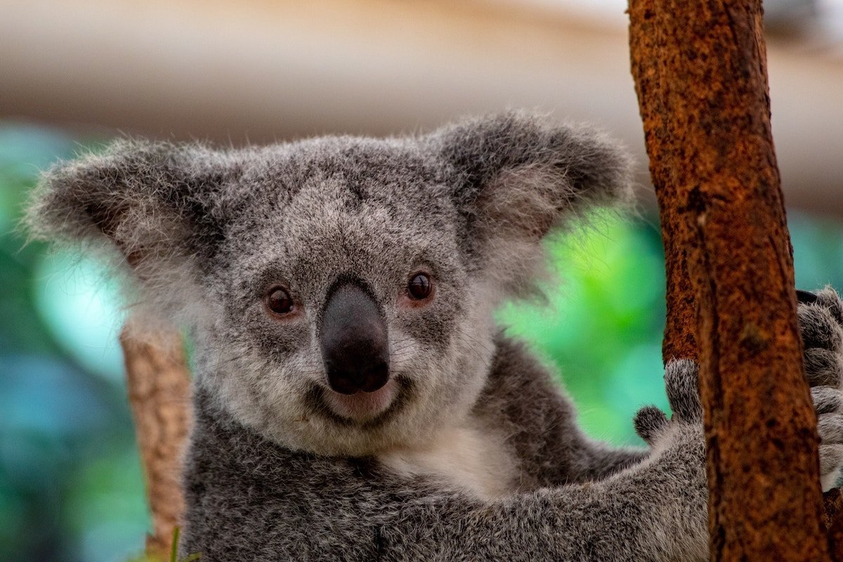 Things to do in Brisbane koalas